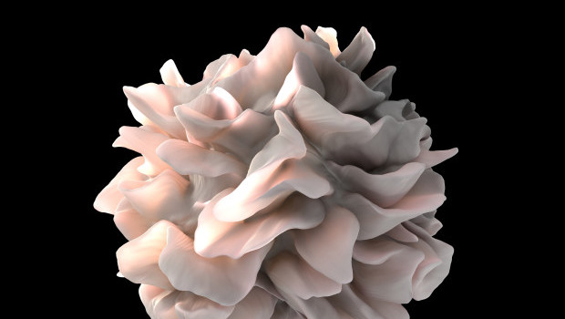 dendritic_cell_revealed-wikipedia