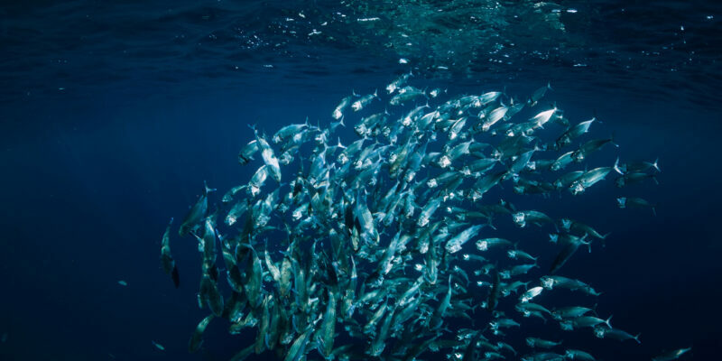 Underwater wild world with tuna school fish