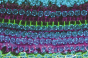 A family tree for the cells of the nervous system and the inner ear